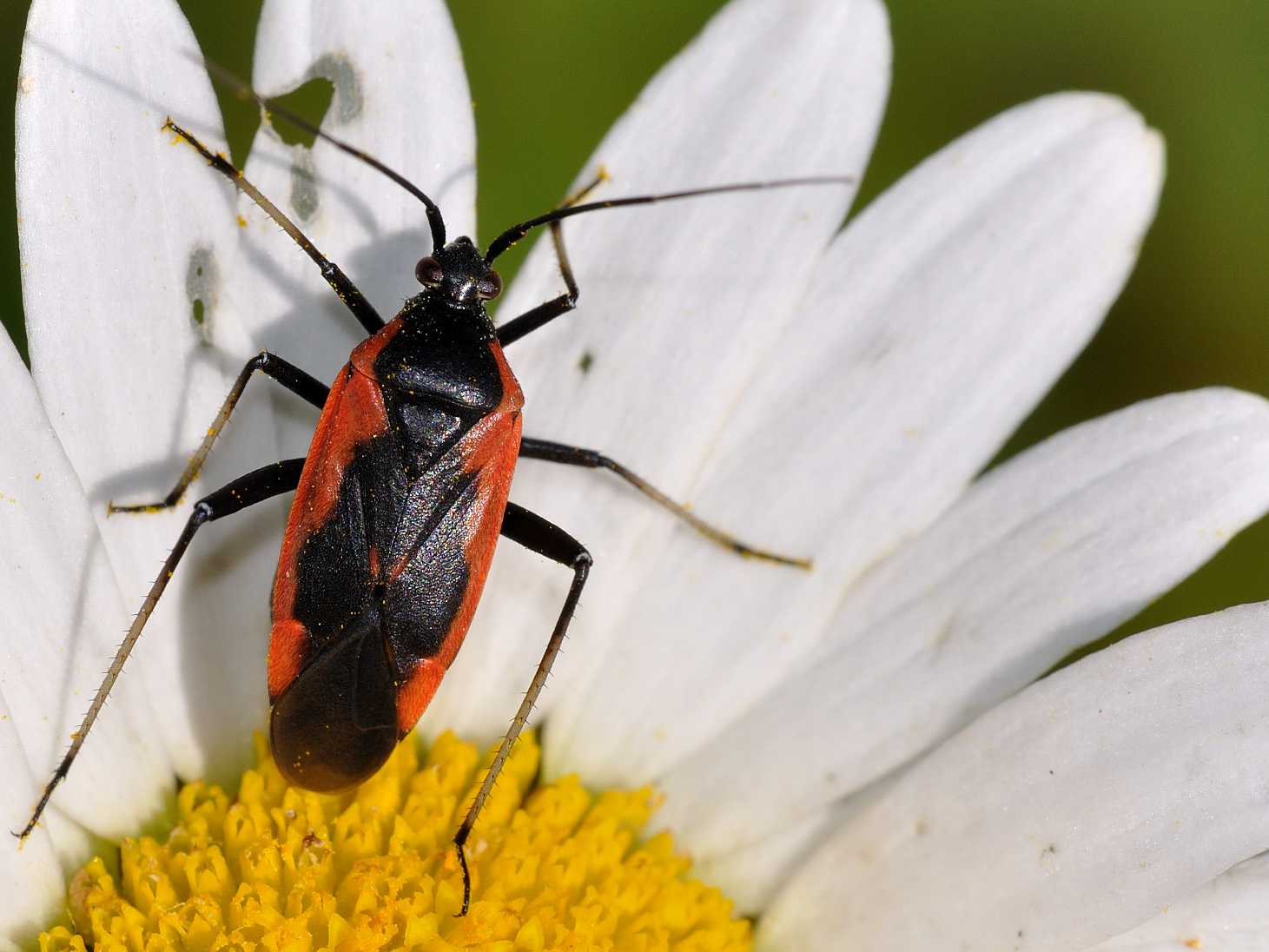 Miridae - Calocoris nemoralis f. vittata